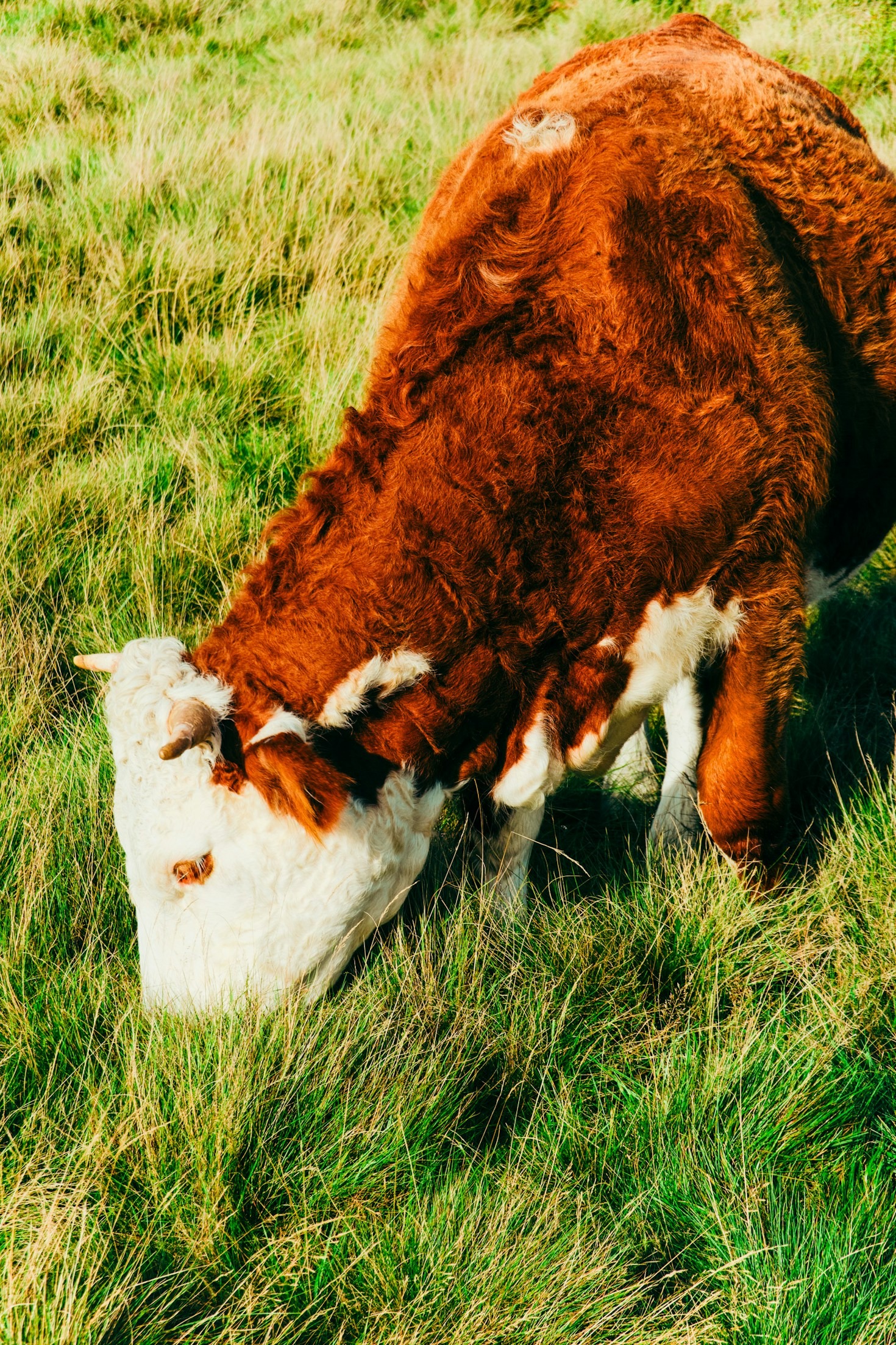 How Tailwind CSS Transforms Compassion-Driven Websites