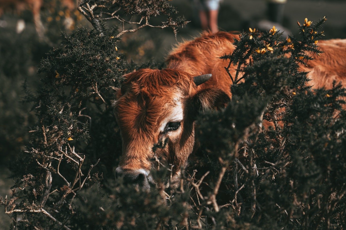 Modern Web Design for Spiritual Organizations