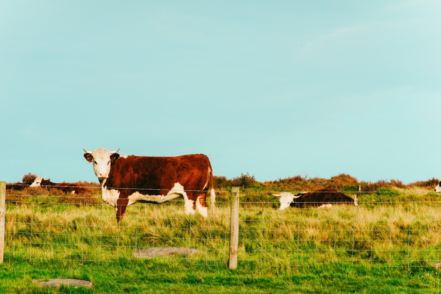 The Importance of Education in Cow Protection Advocacy