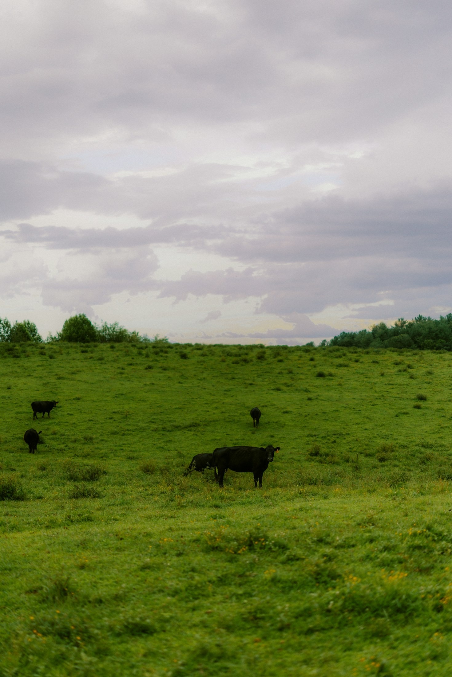 How to Build a Tailored WordPress Theme for a Cause